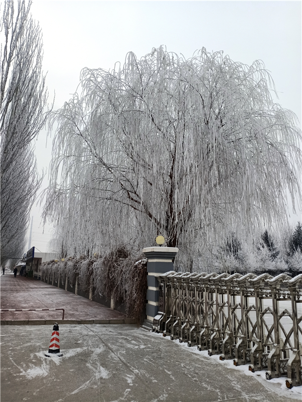 2019年冬雪(攝影：財務部，柴薪科，工號N14246).jpg